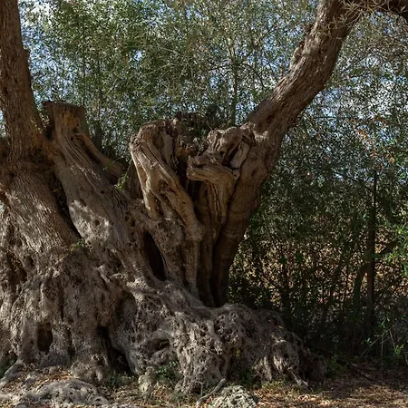 Διαμέρισμα Buahjar Boutique Αγκριτζέντο