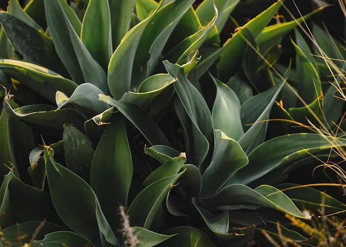 Buahjar Boutique * Αγκριτζέντο